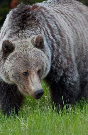 grizzly_quarry_lake_park